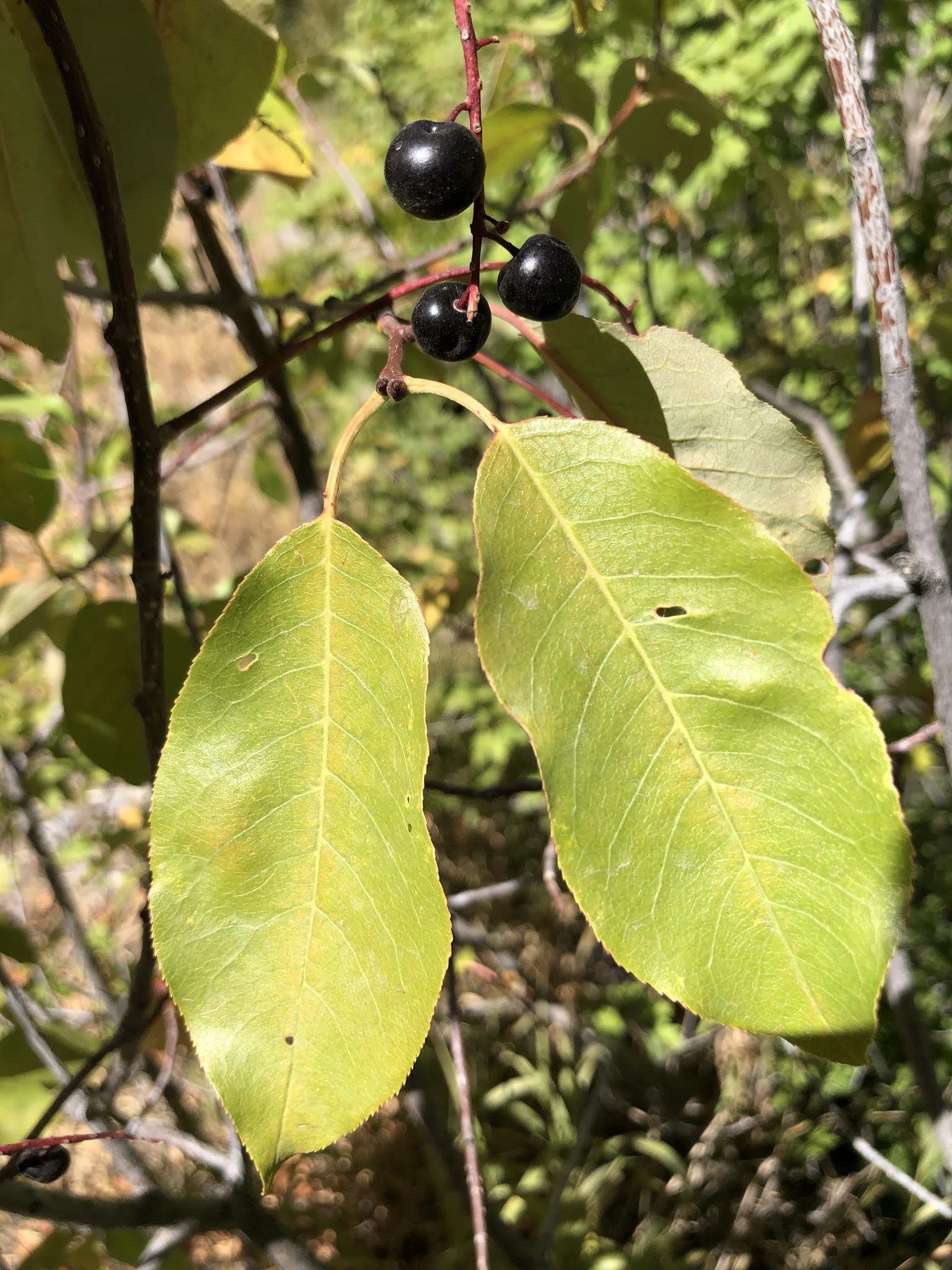 Prunus virginiana berries