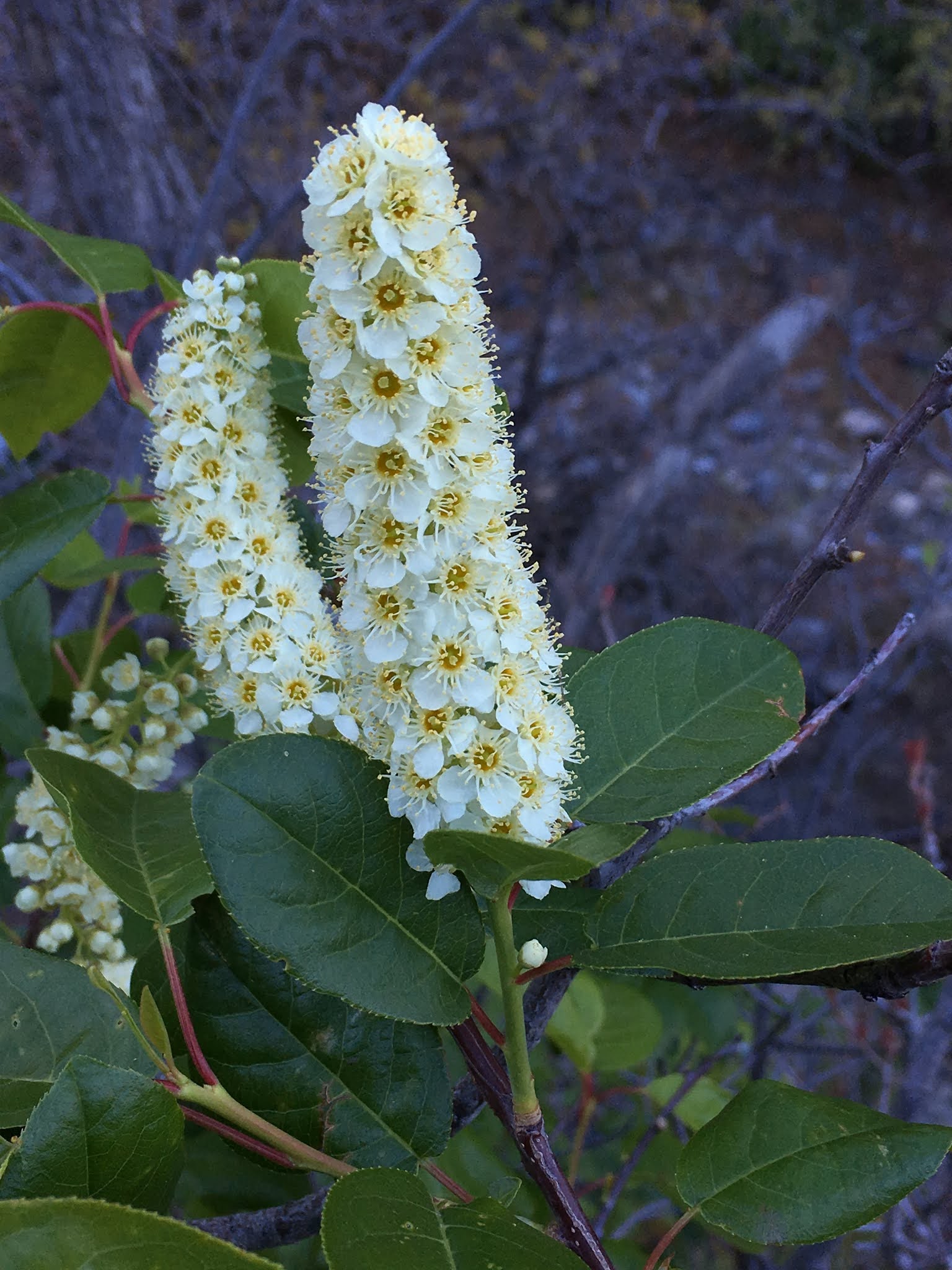 Prunus virginiana flowers
