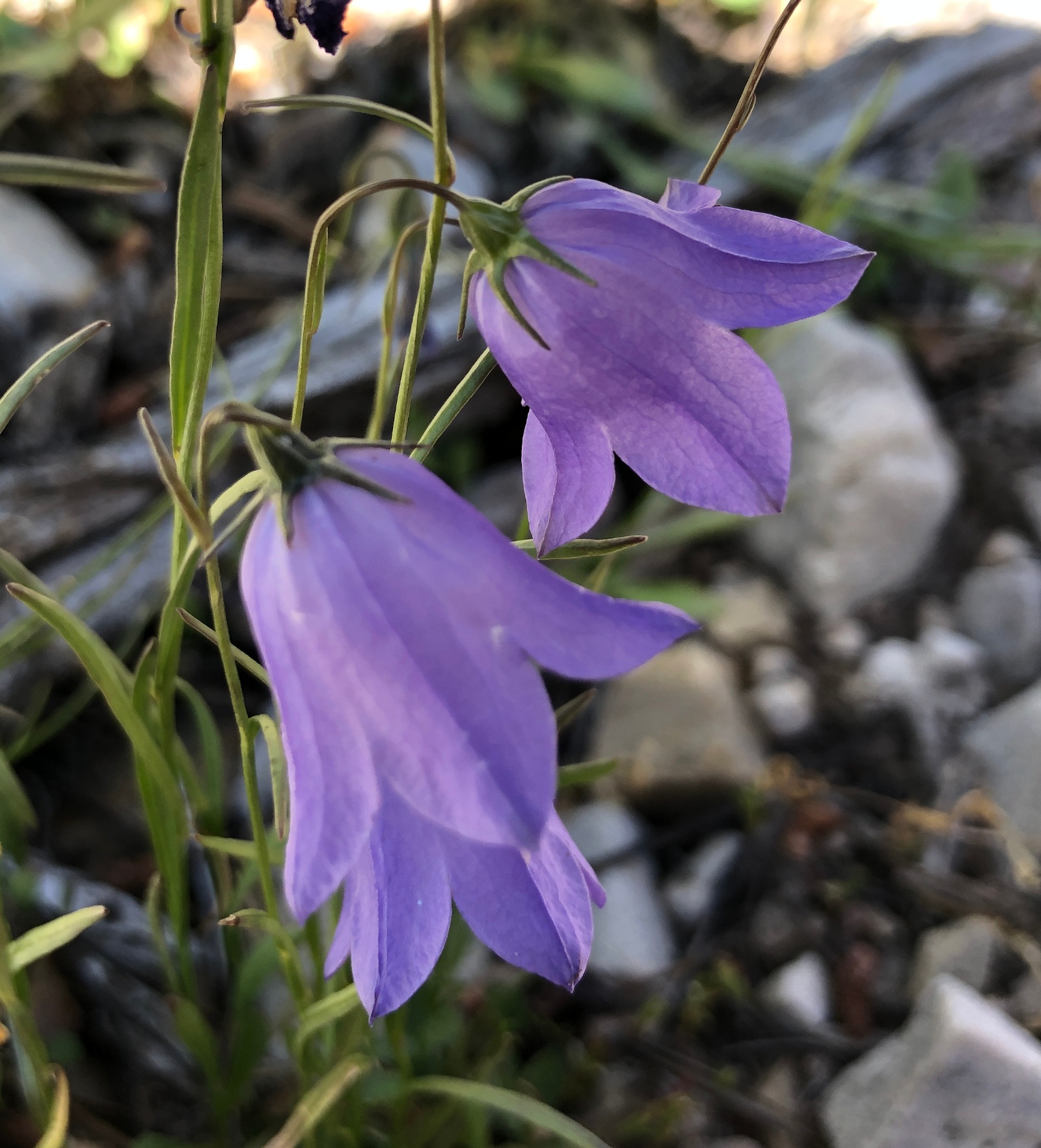 Campanula rotundifolia