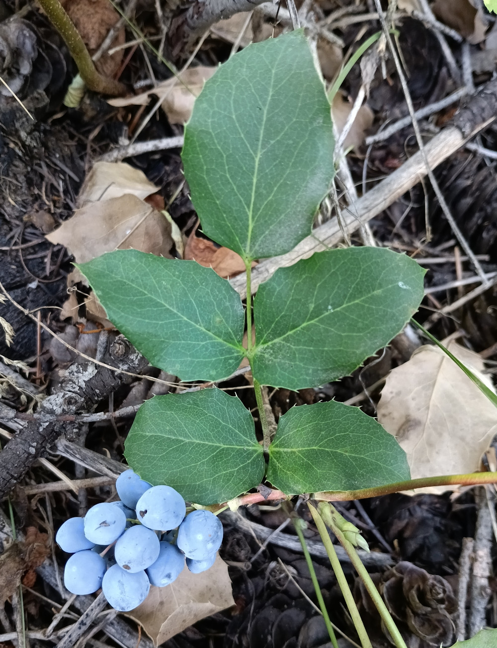 Oregon Grape with berries