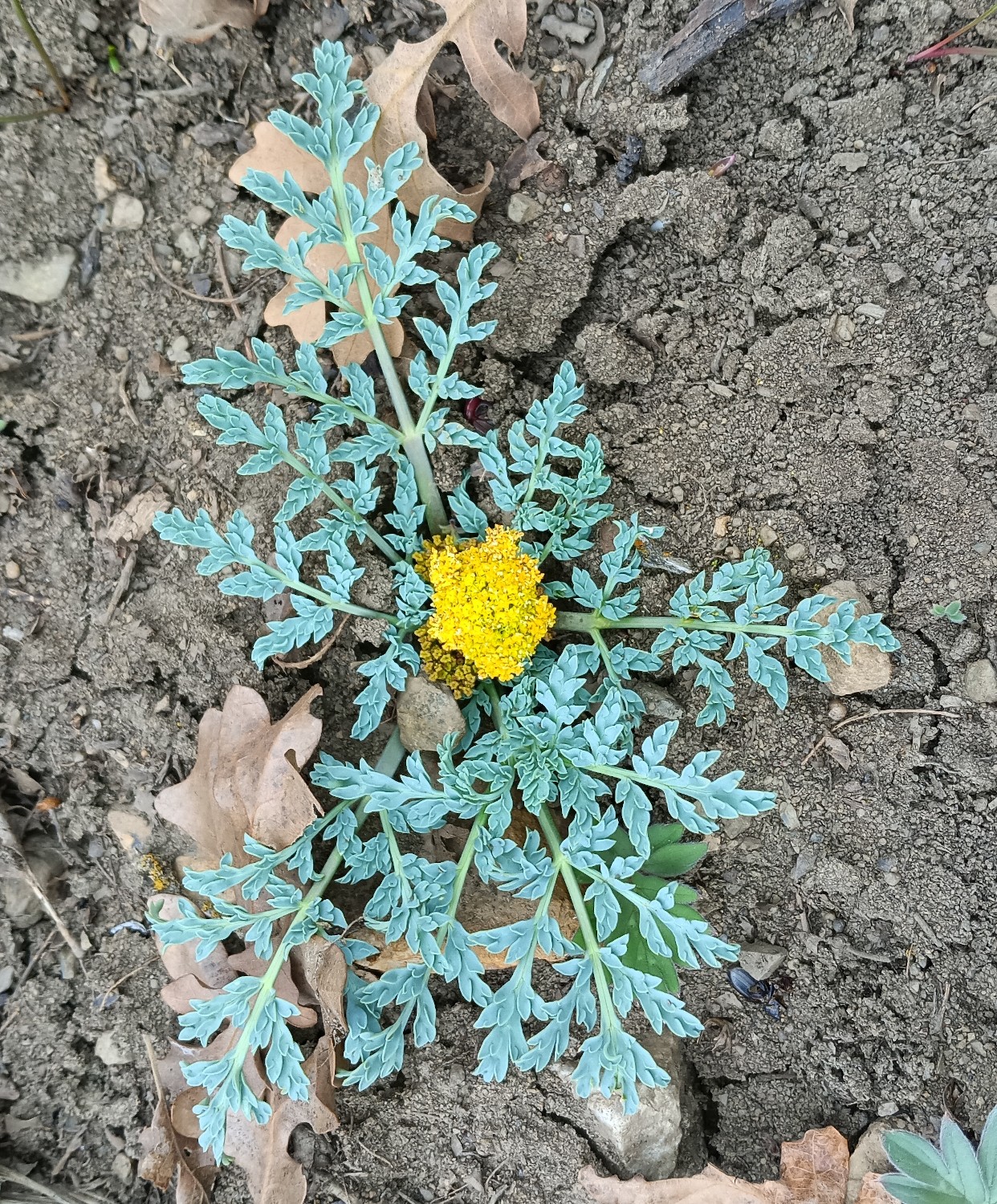 Cymopterus longipes