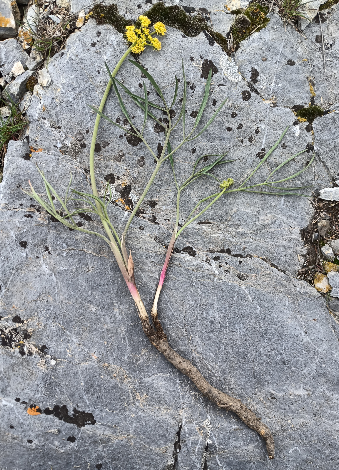 Lomatium triternatum