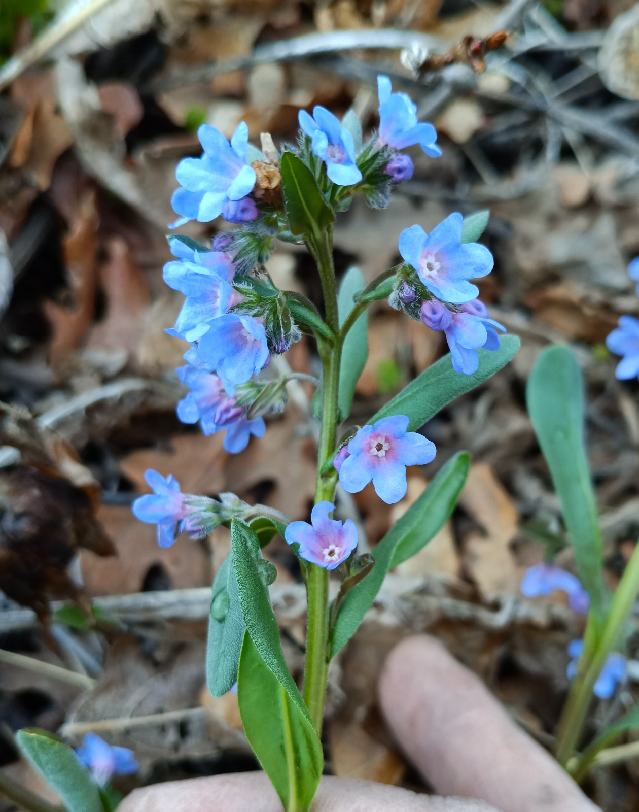 Mertensia brevistyla