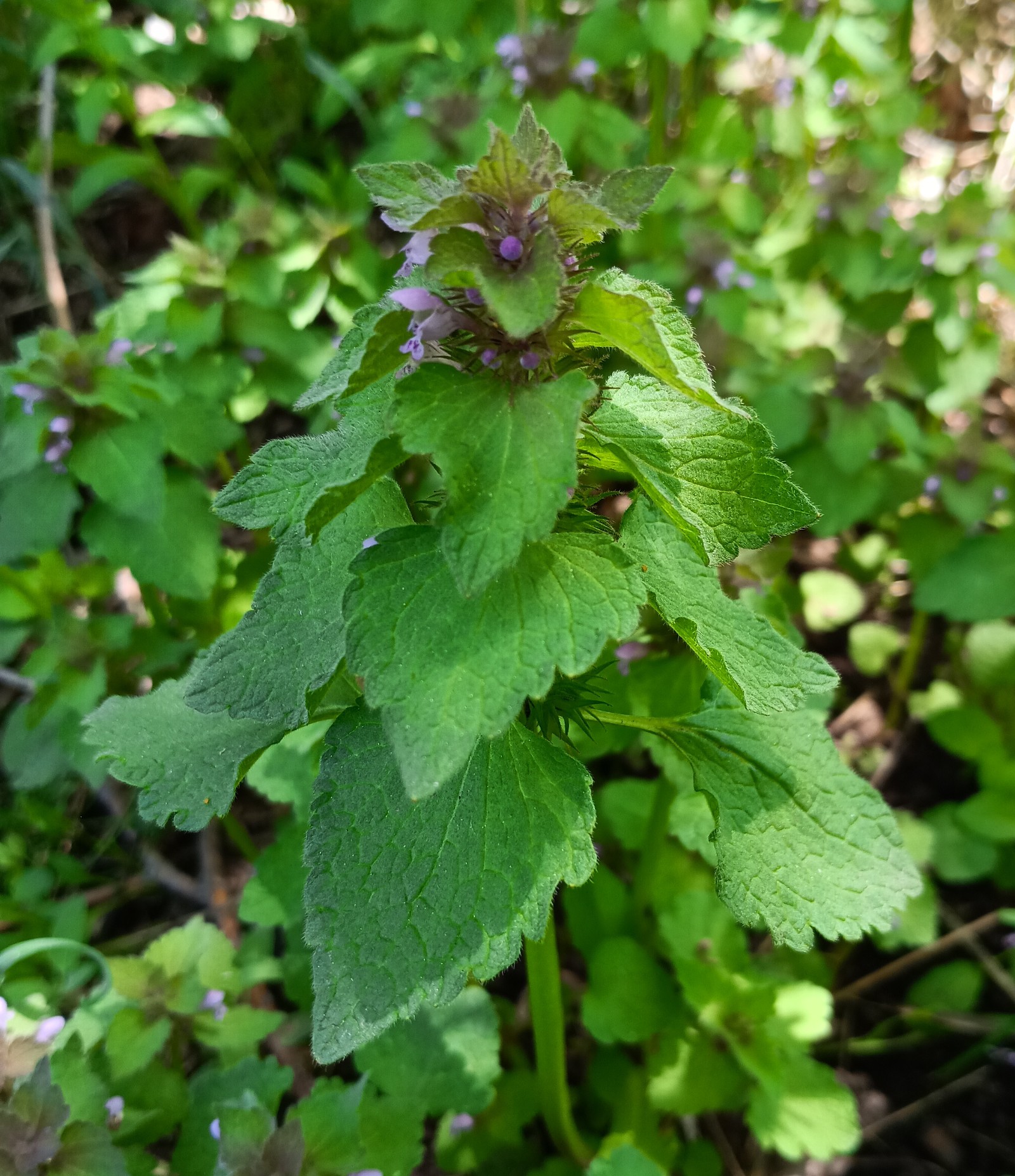 Lamium purpureum