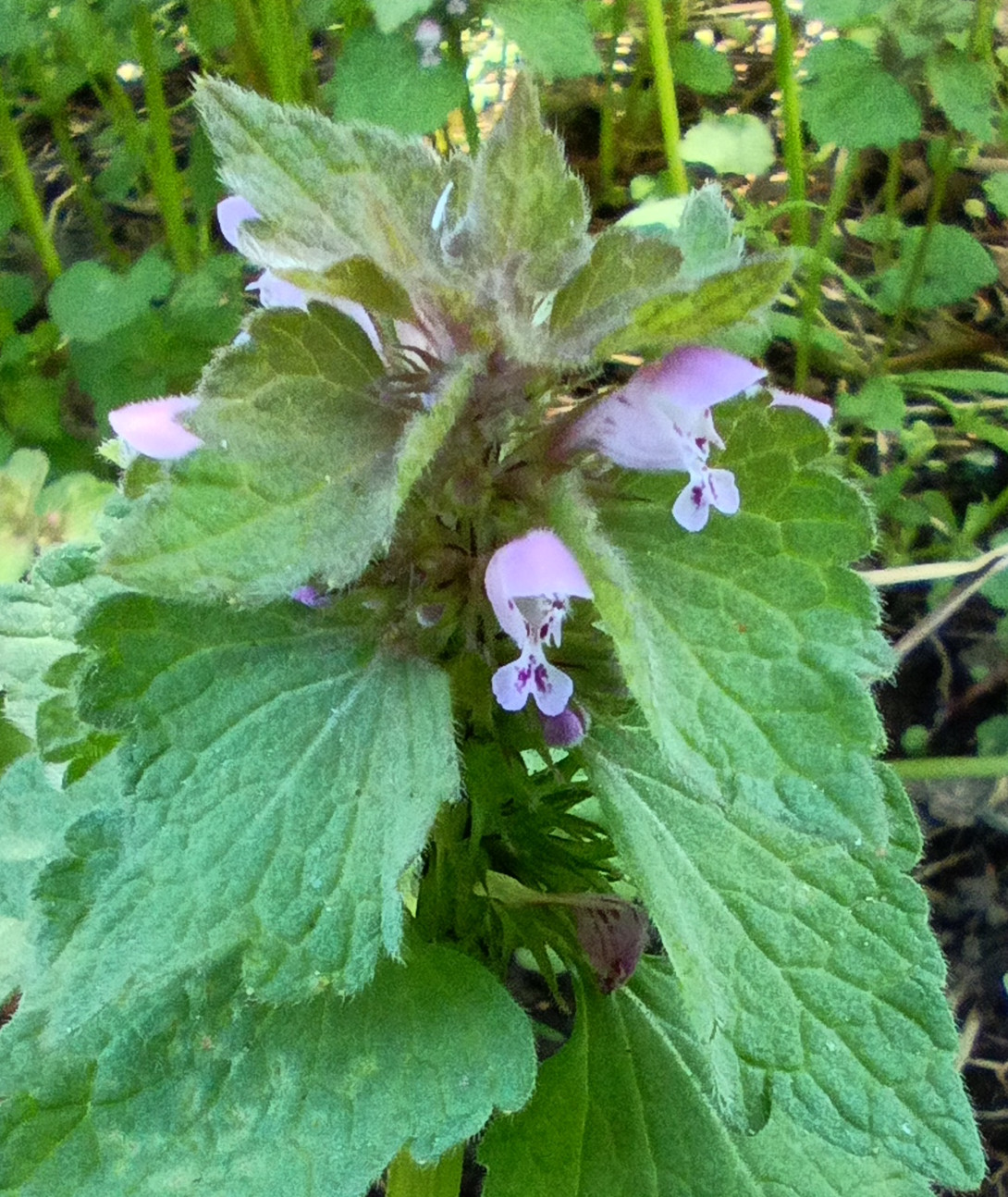 Lamium purpureum flowers close-up