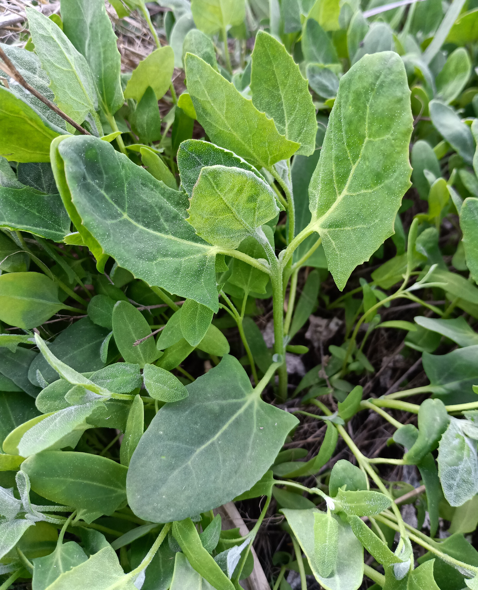 Atriplex heterosperma