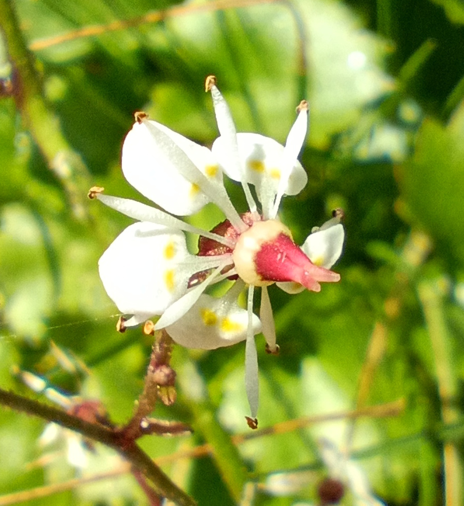 Saxifrage flower