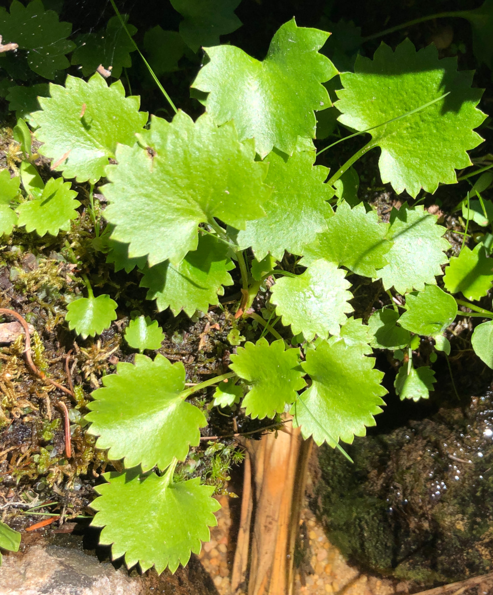 Saxifrage leaves