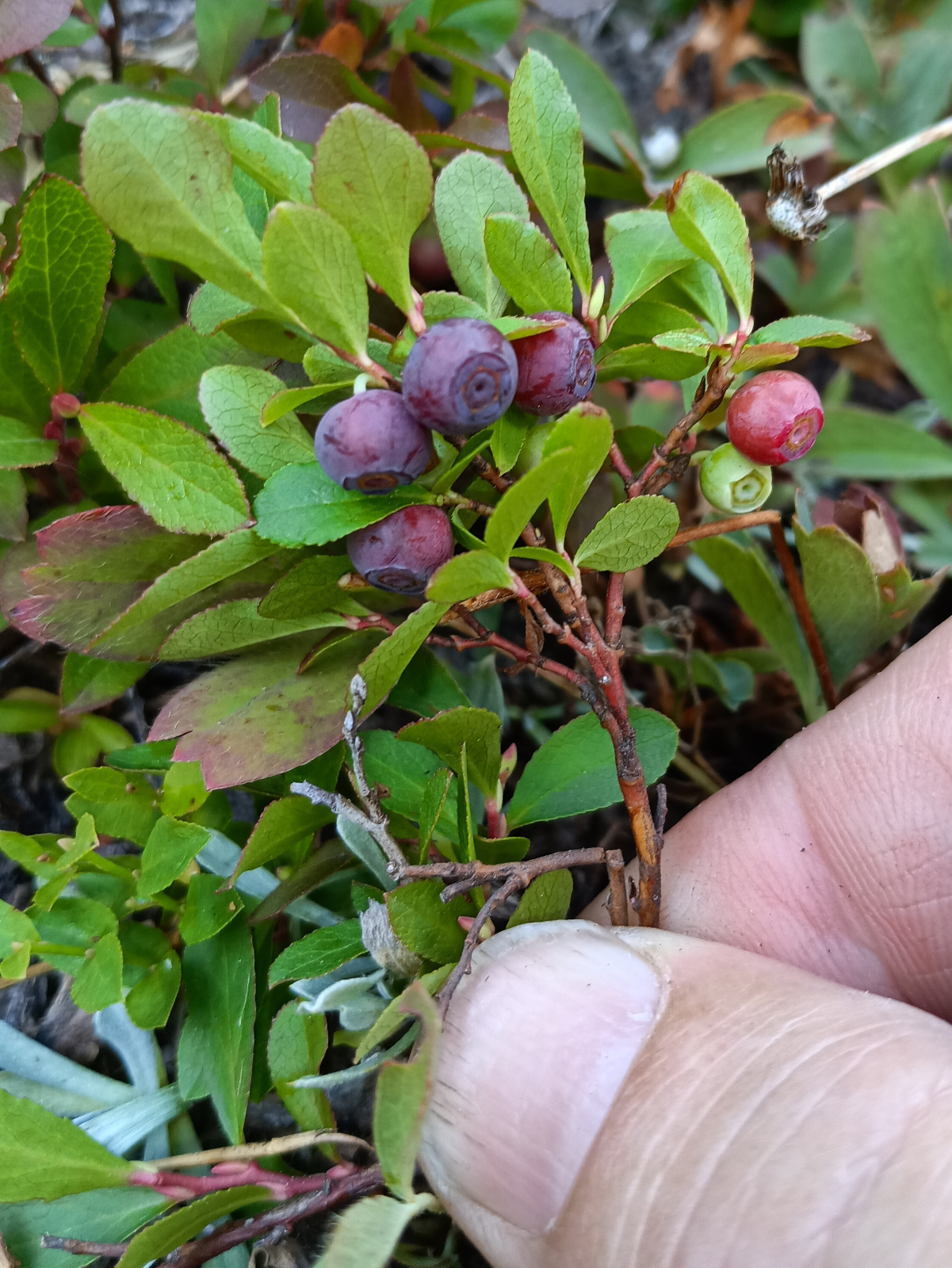 Dwarf Bilberry plant