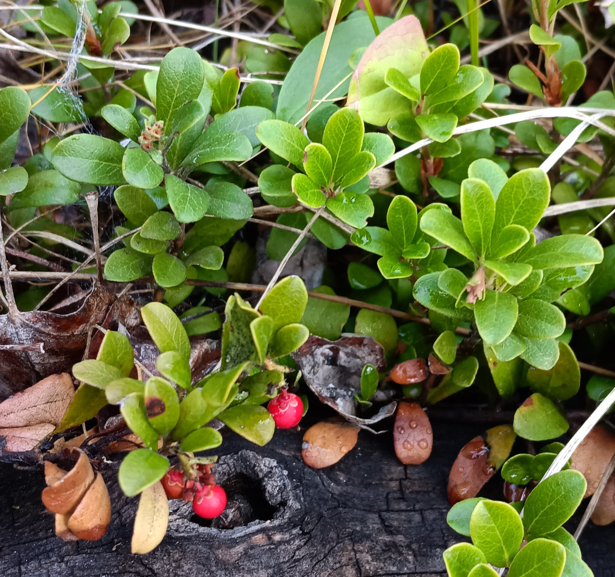 Bearberry