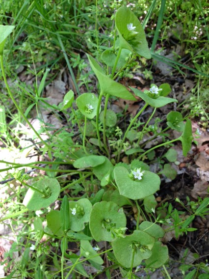 Claytonia perfoliata
