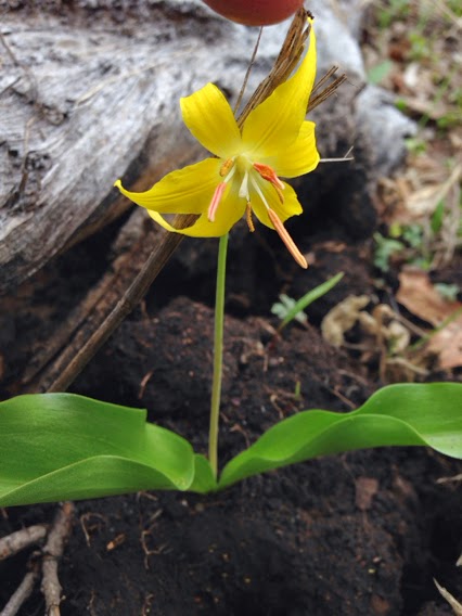 Erythronium grandiflorum
