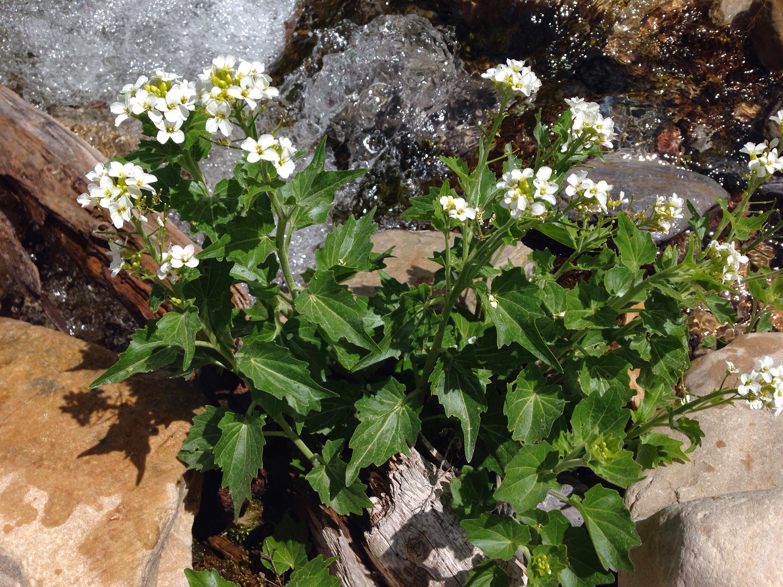 Cardamine cordifolia
