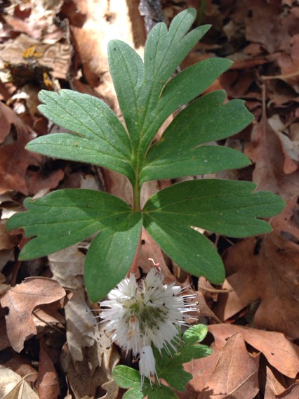 Hydrophyllum capitatum