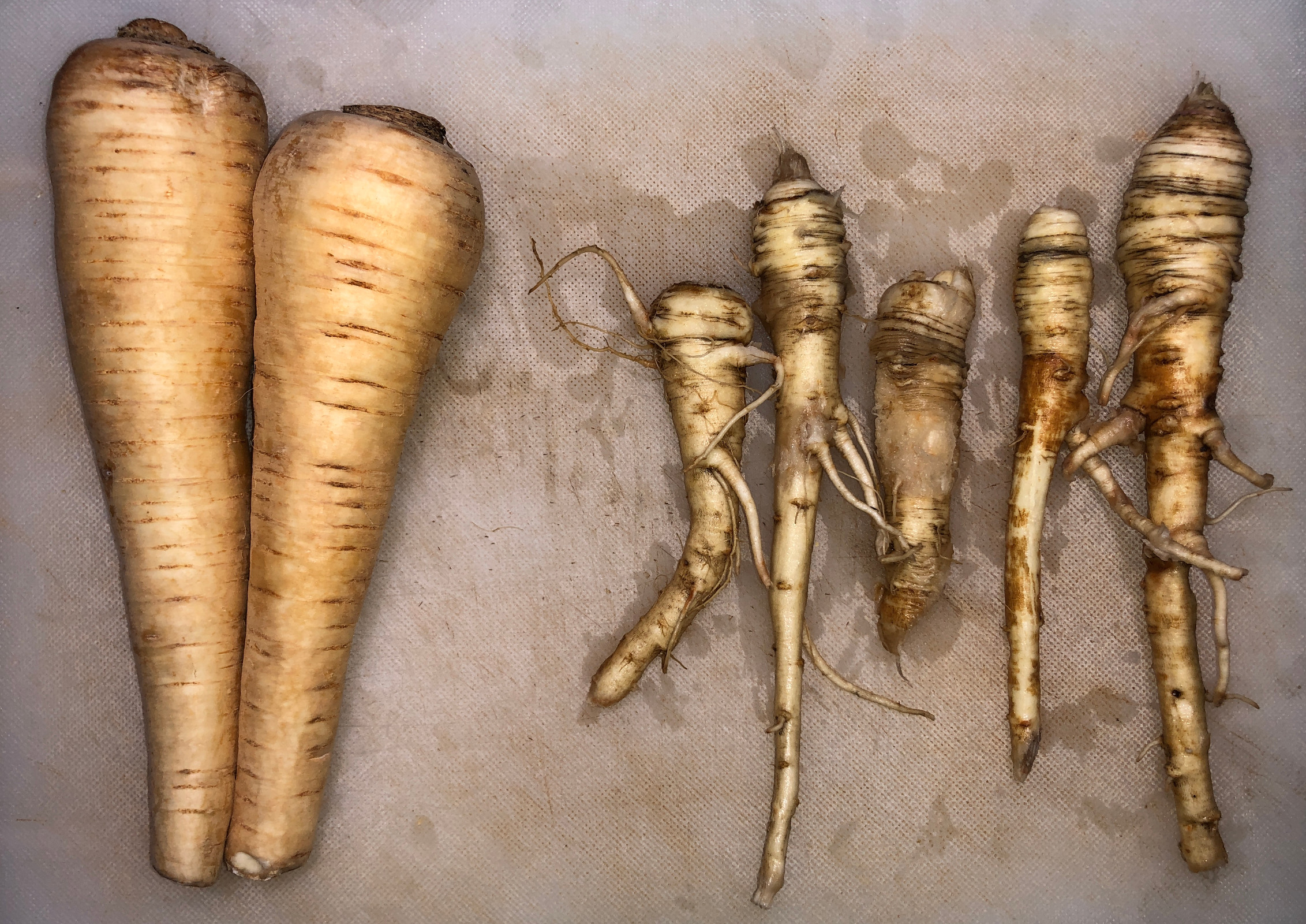 Wild and domestic parsnip roots comparison