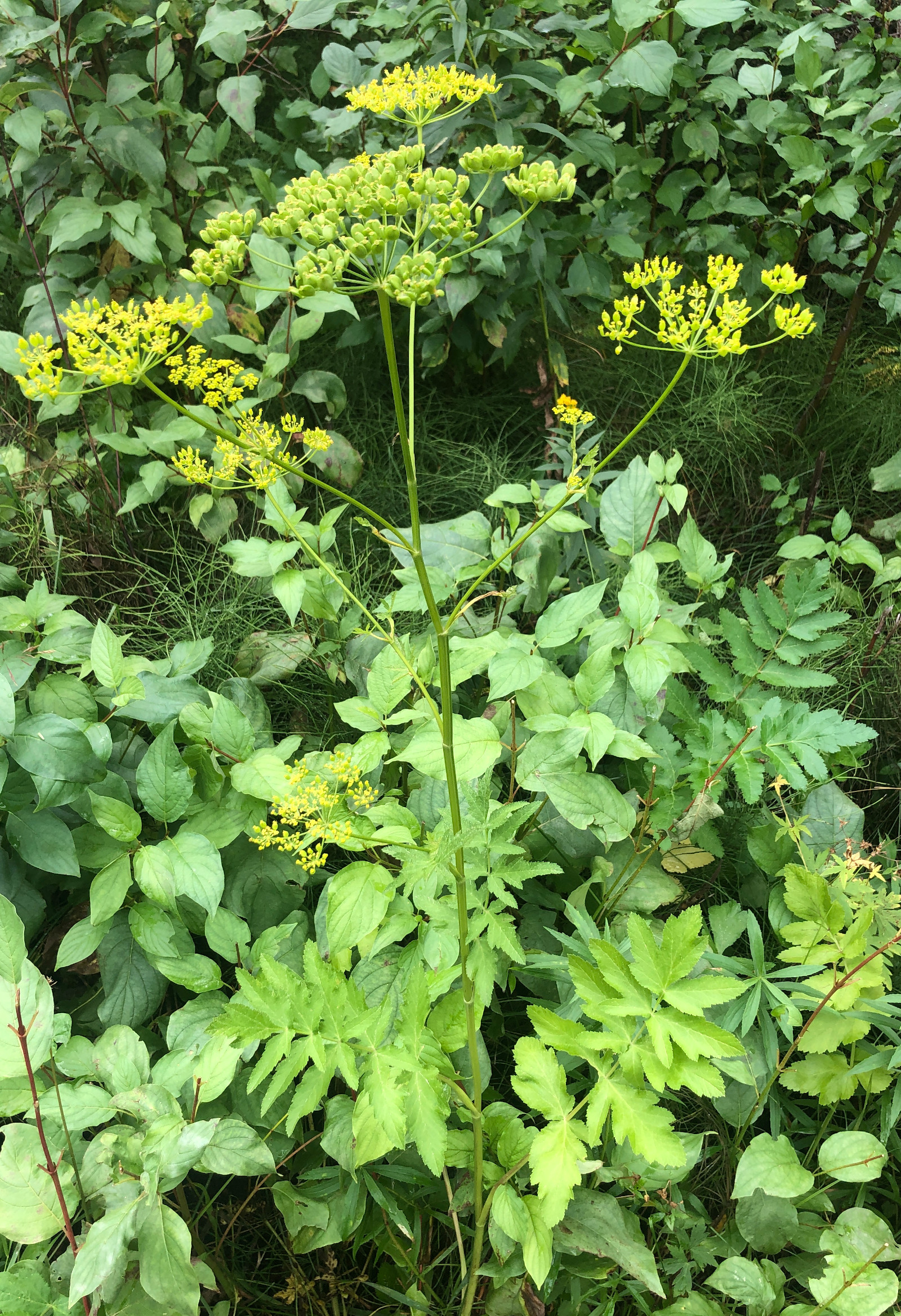 Wild parsnip plant