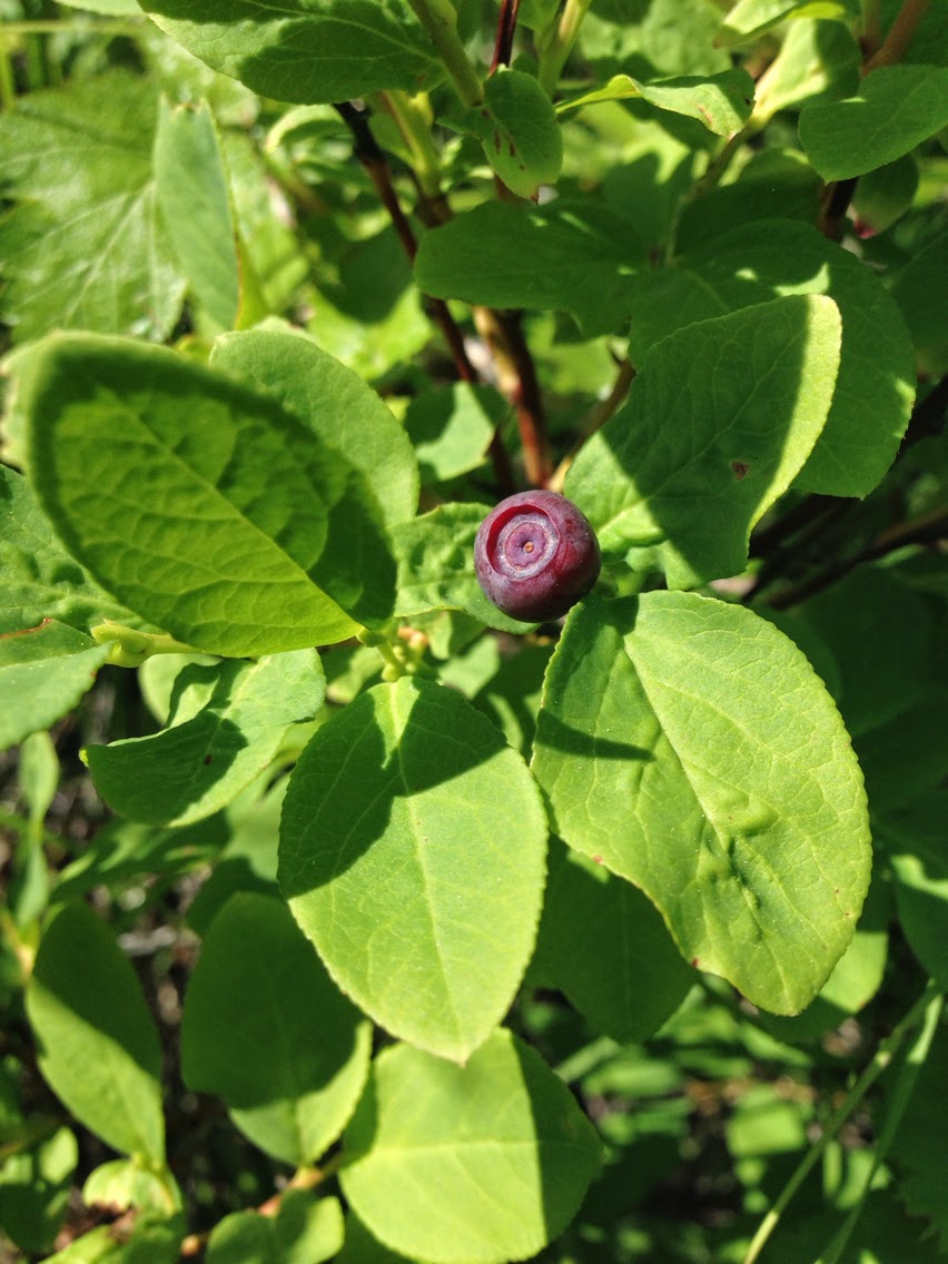 Vaccinium membranaceum