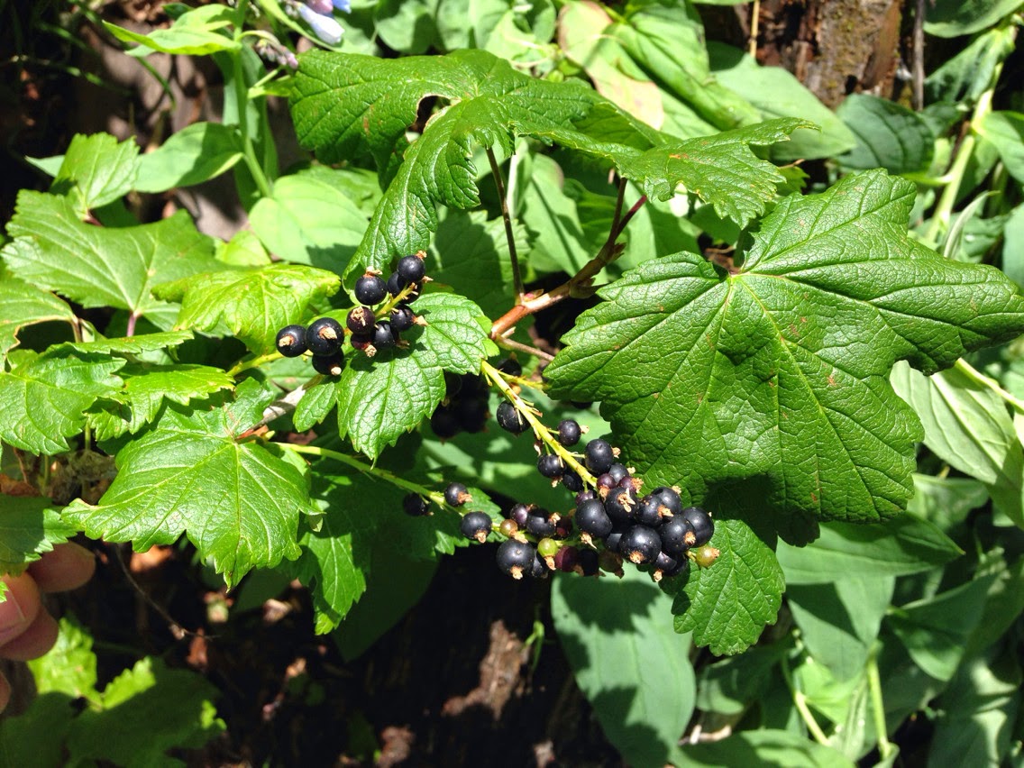 Ribes hudsonianum