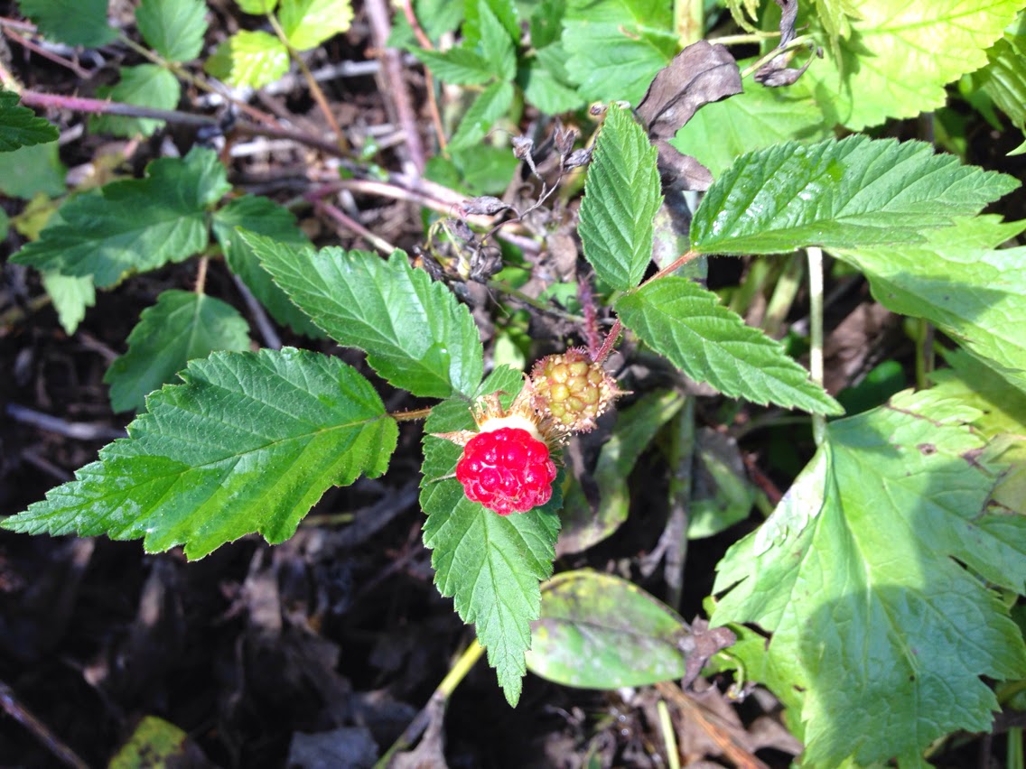 Rubus idaeus