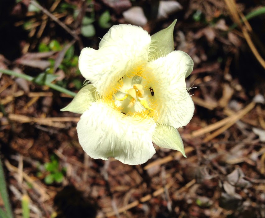 Calochortus apiculatus