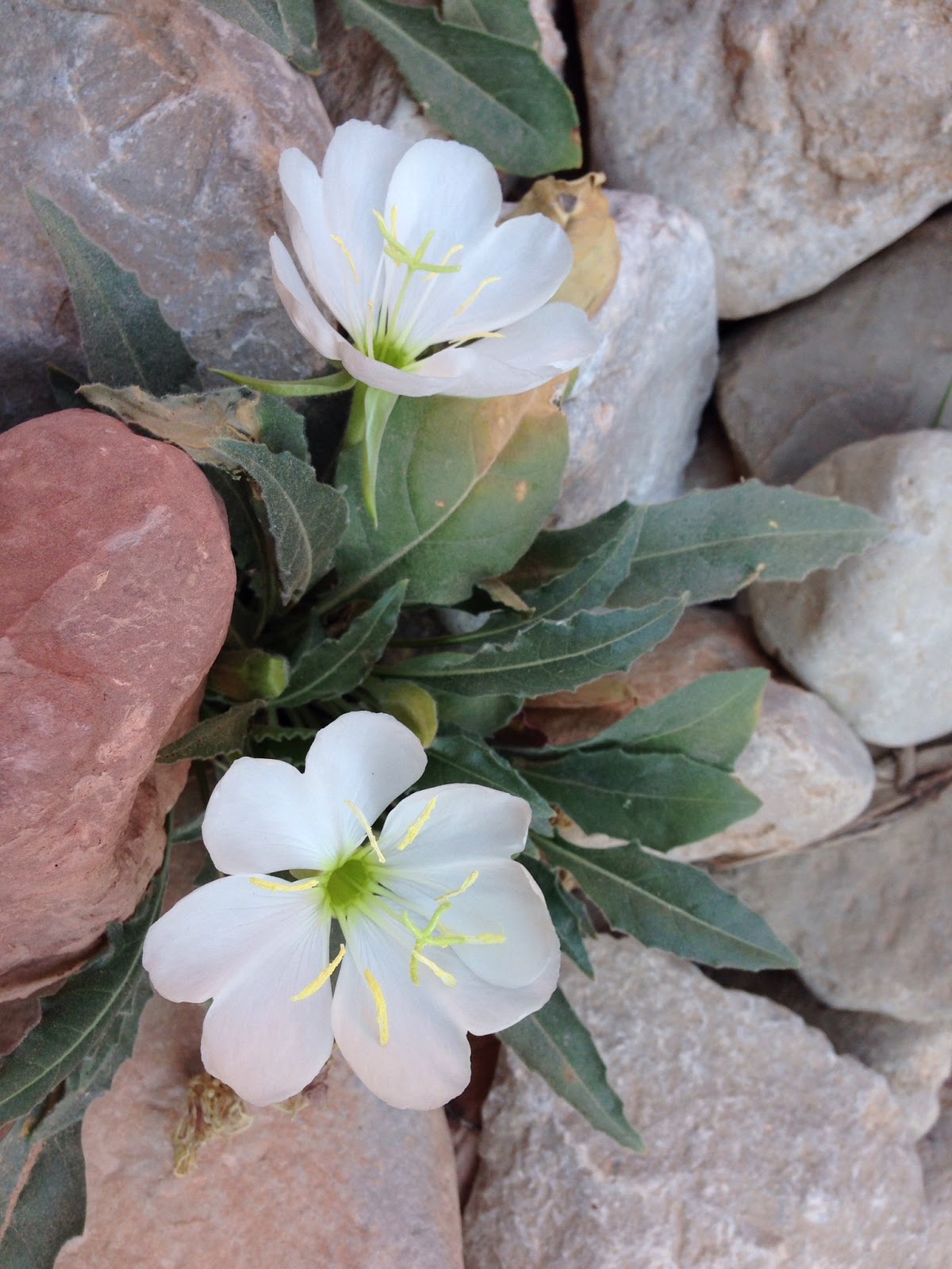Oenothera caespitosa