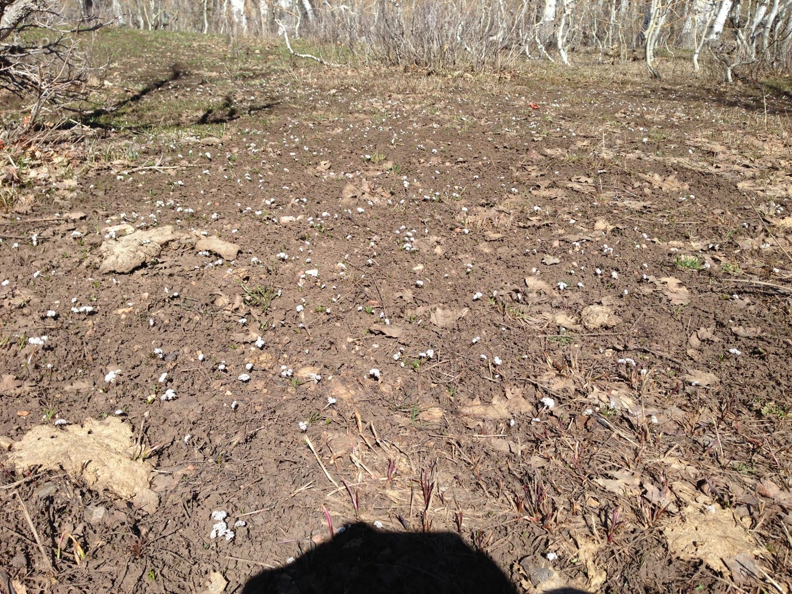 Field of Orogenia linearifolia