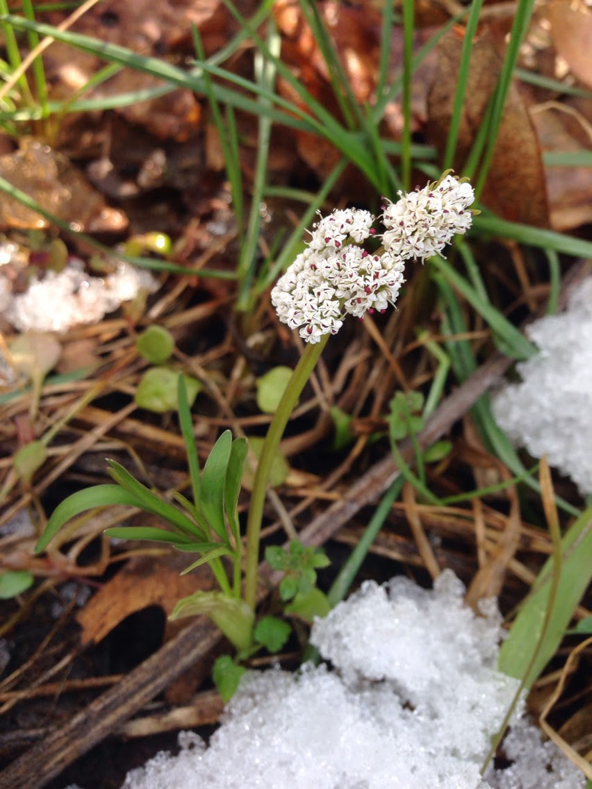 Orogenia linearifolia plant