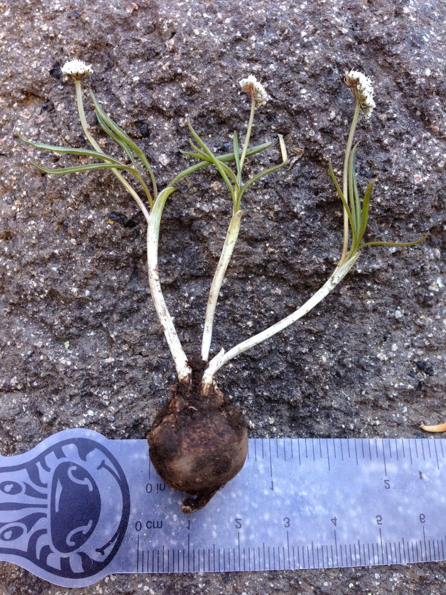 Orogenia linearifolia root