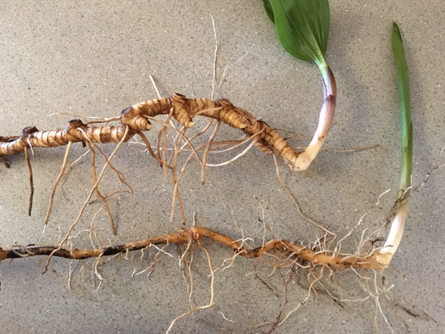 root comparison
