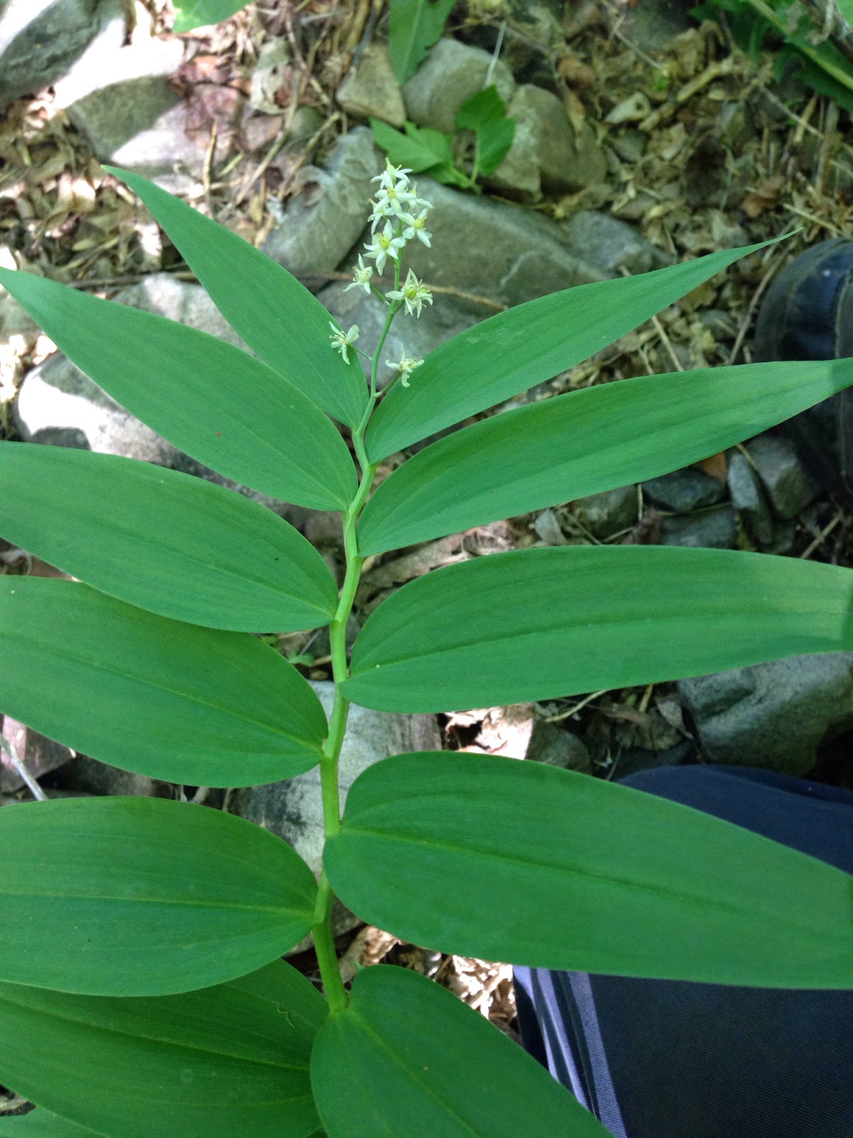 Smilacina stellata