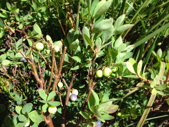 Vaccinium uliginosum