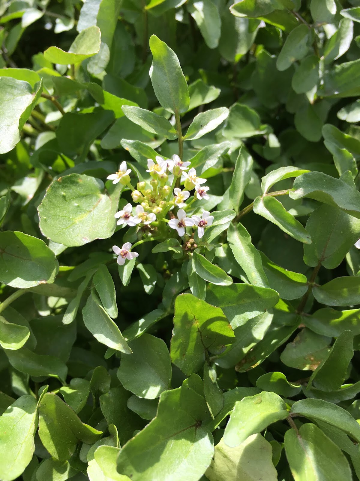 Nasturtium officinale