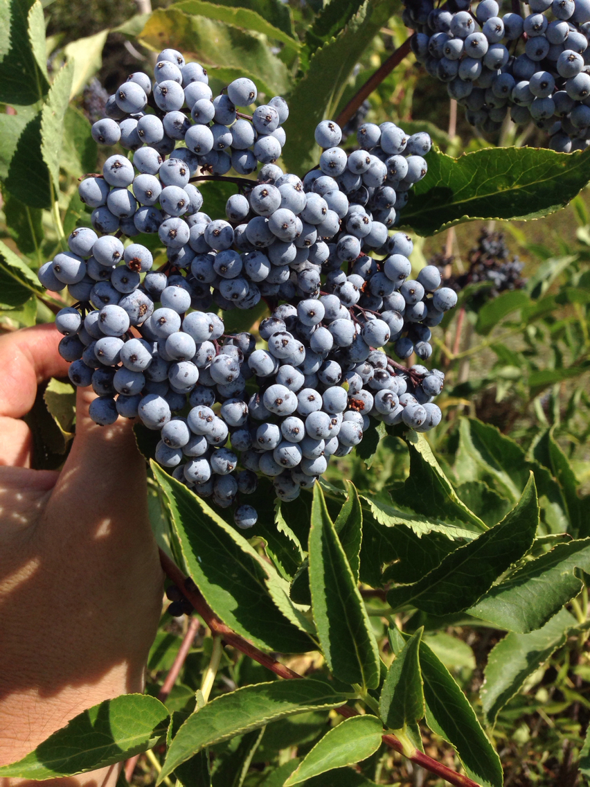 Sambucus cerulea