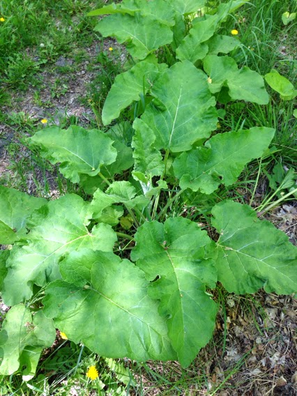Arctium minus
