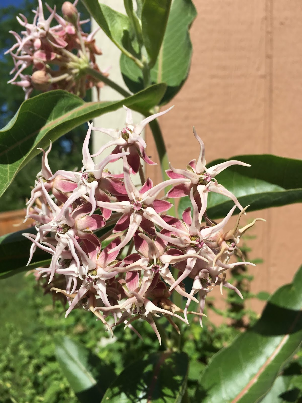 Asclepias speciosa