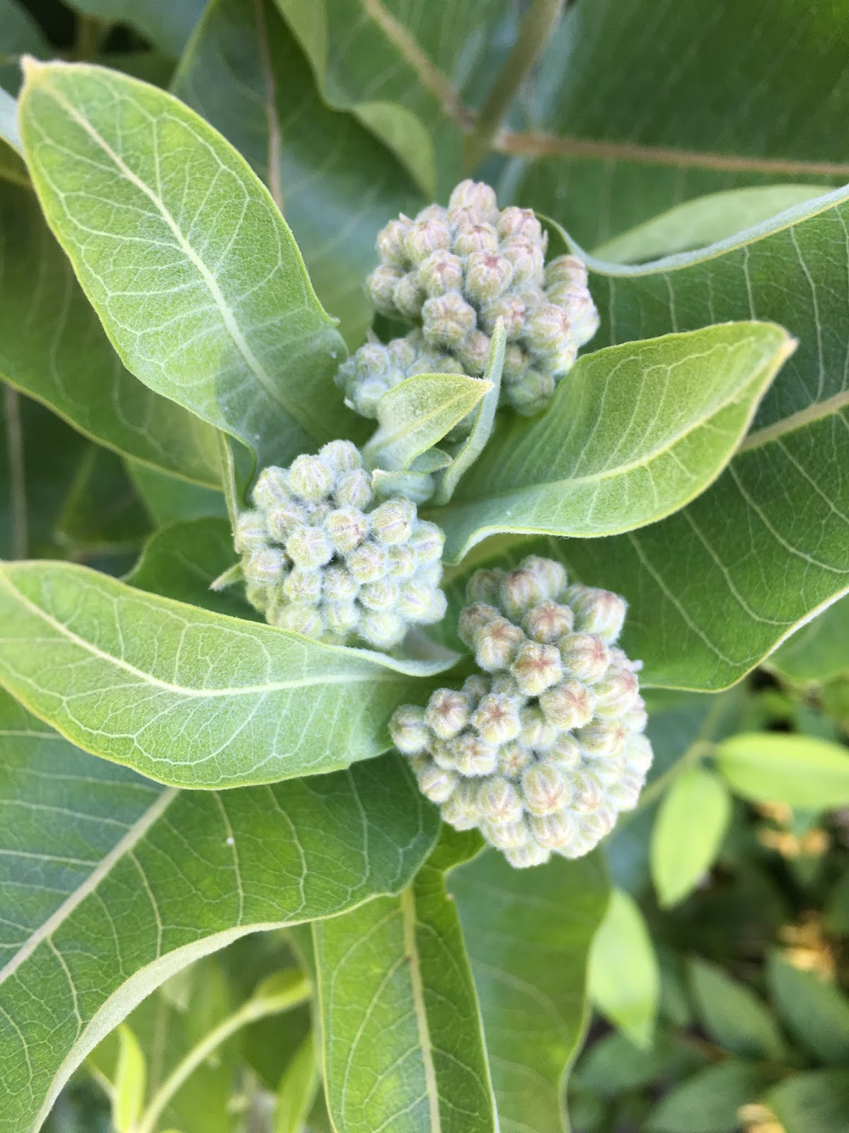 milkweed flower buds
