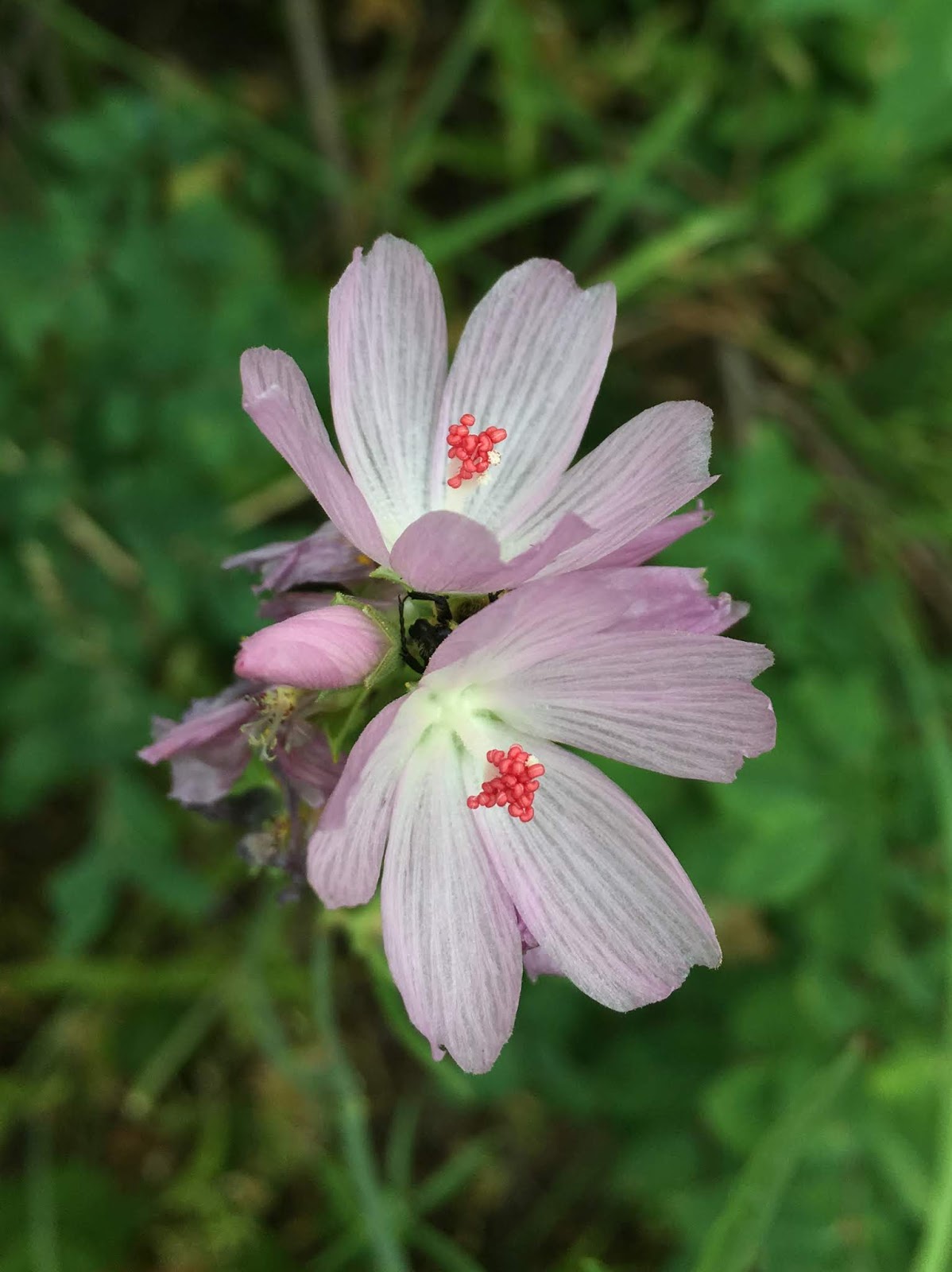 Sidalcea oregana