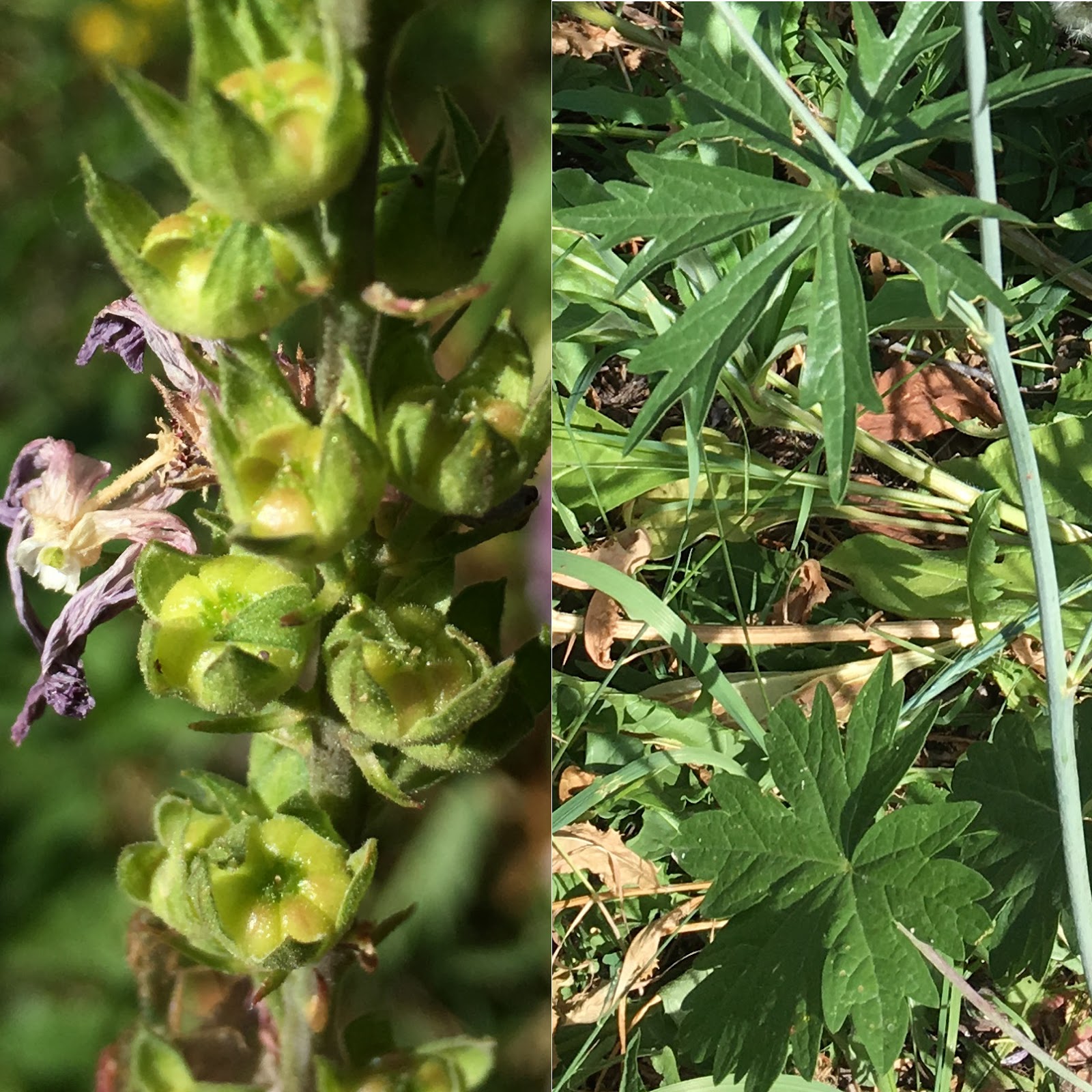 Checkermallow cheesies