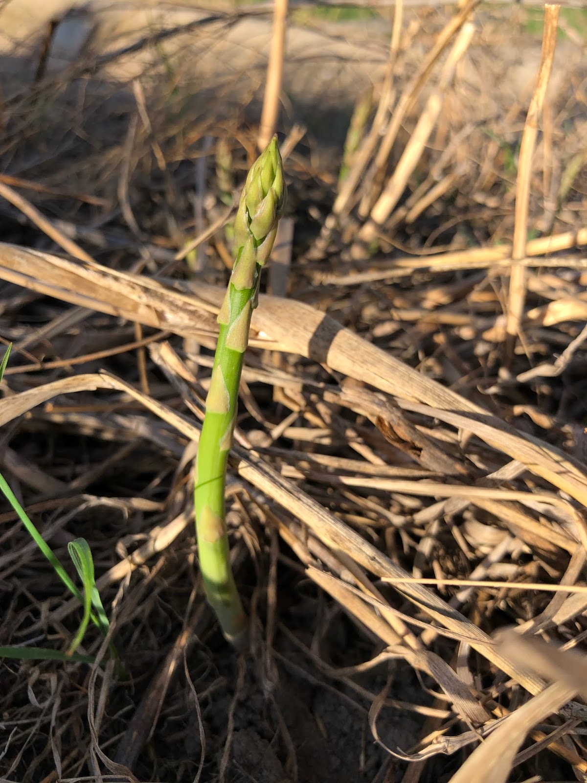 Asparagus officinalis