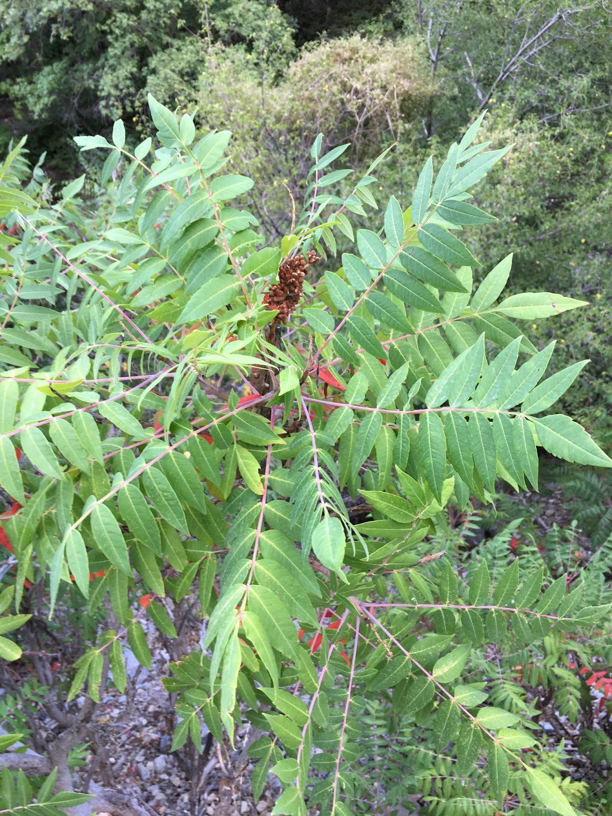 Rhus glabra