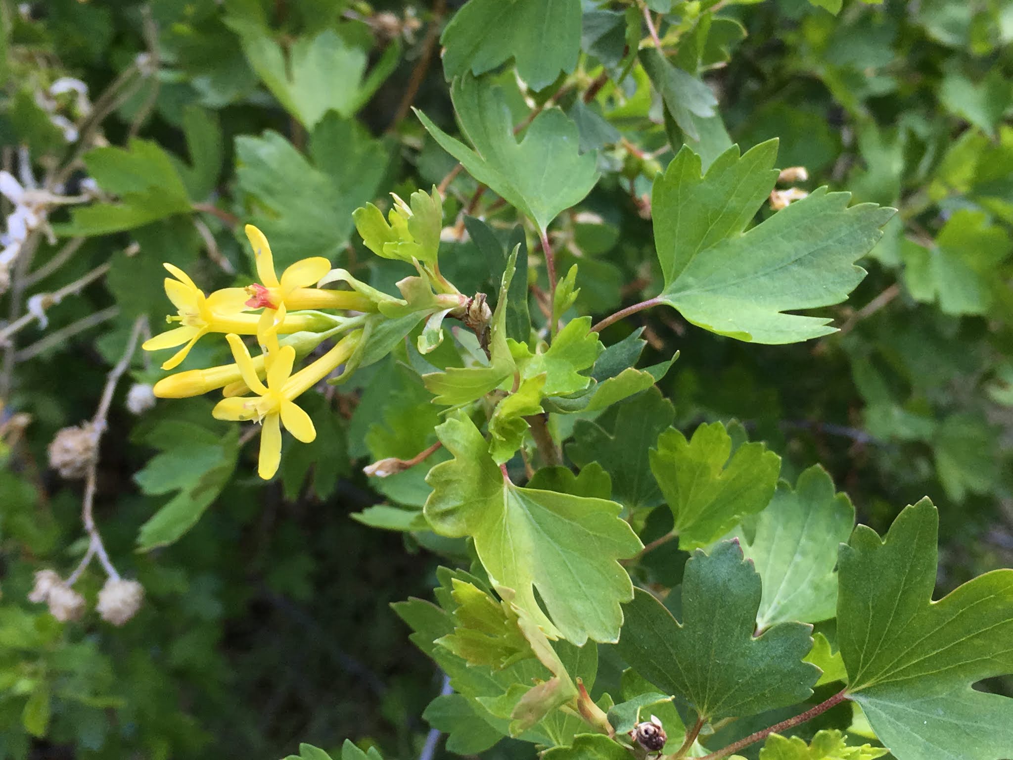 Ribes aureum spring flowers