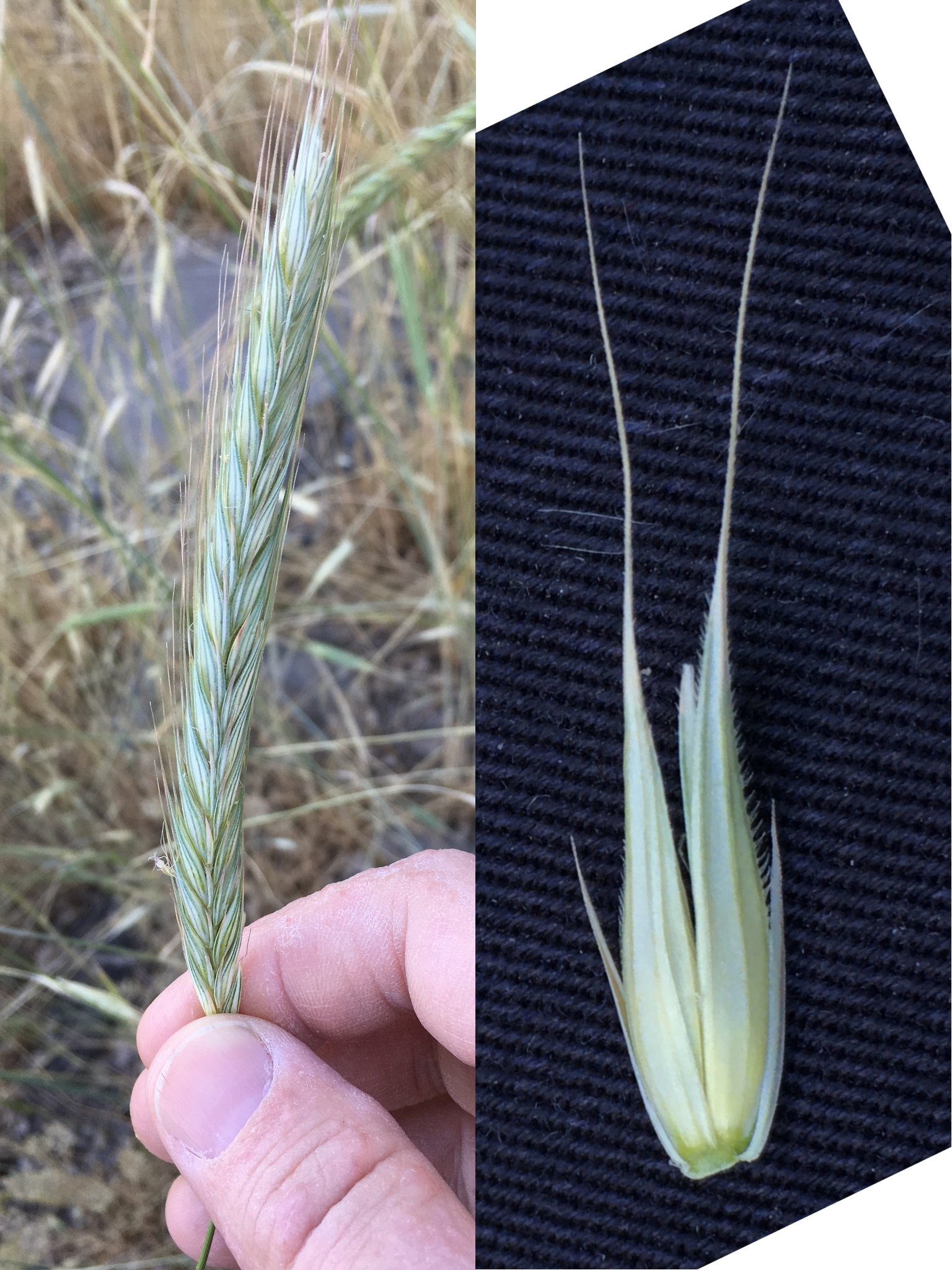 rye spikelet
