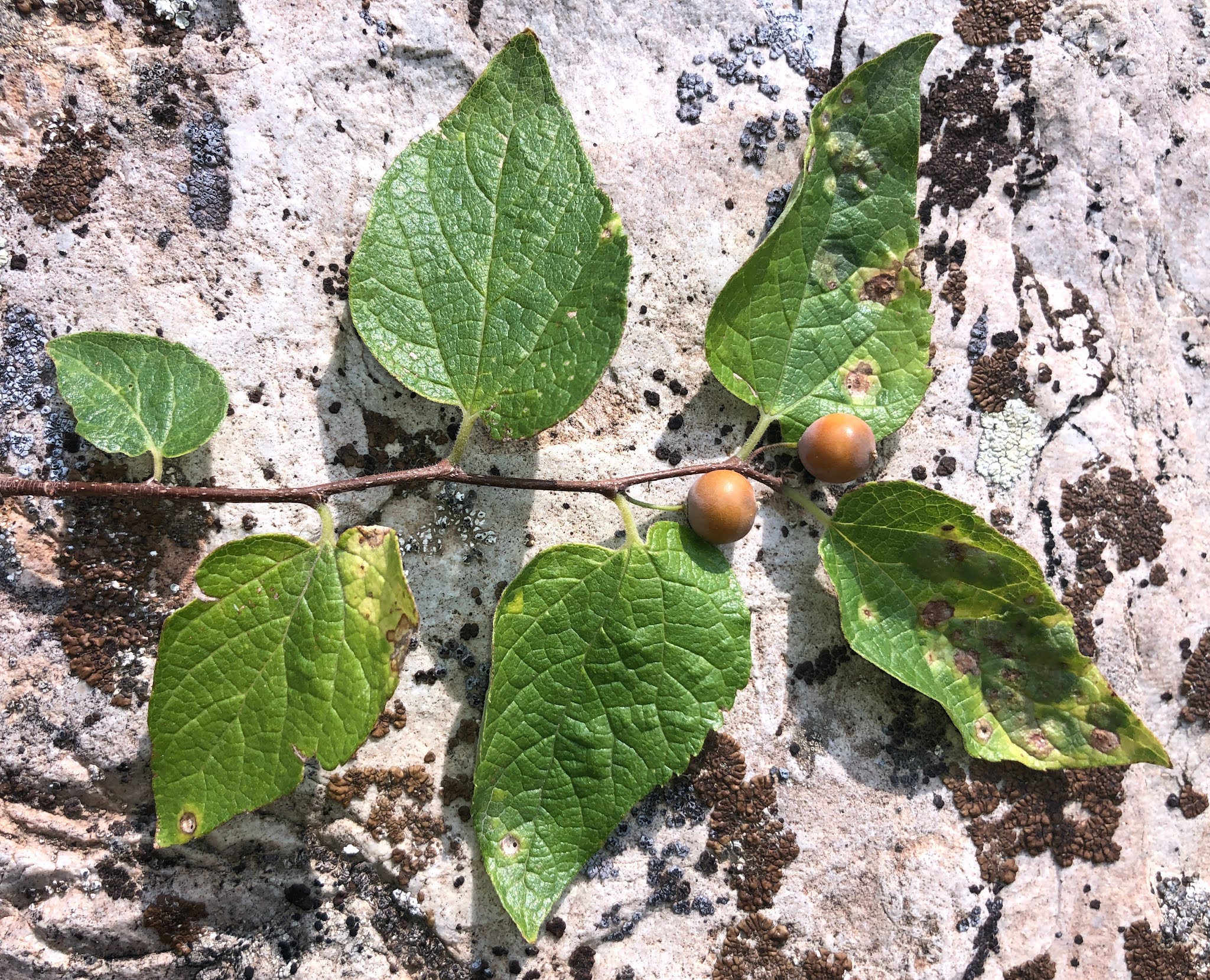 Celtis reticulata