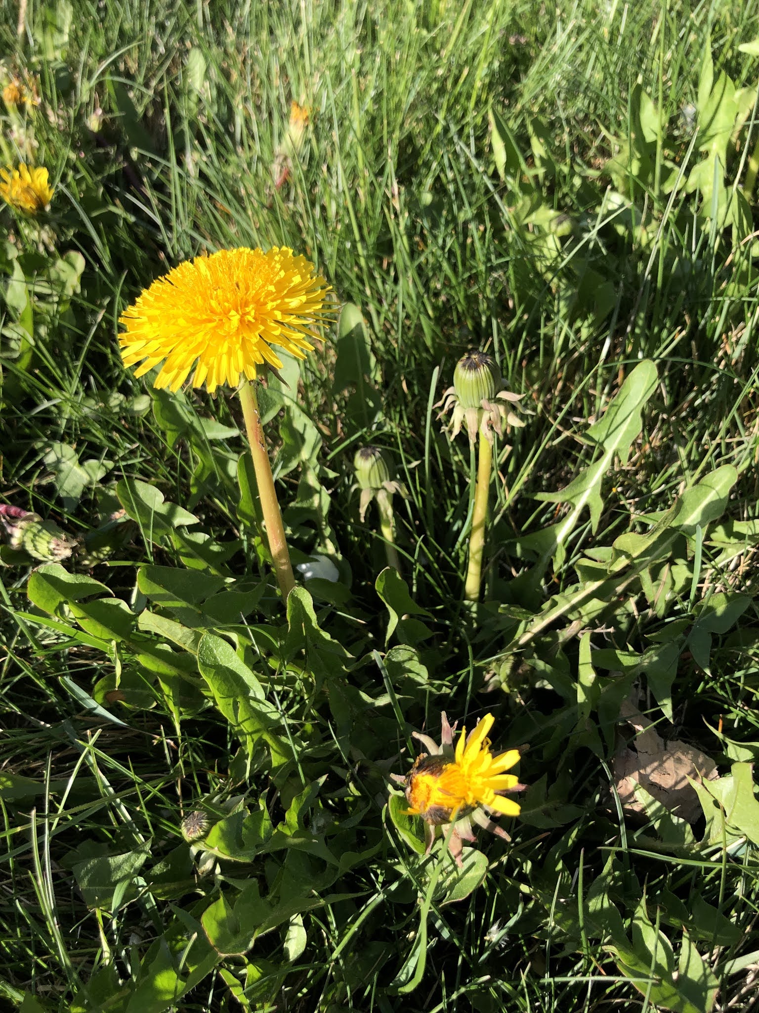 Taraxacum officinale