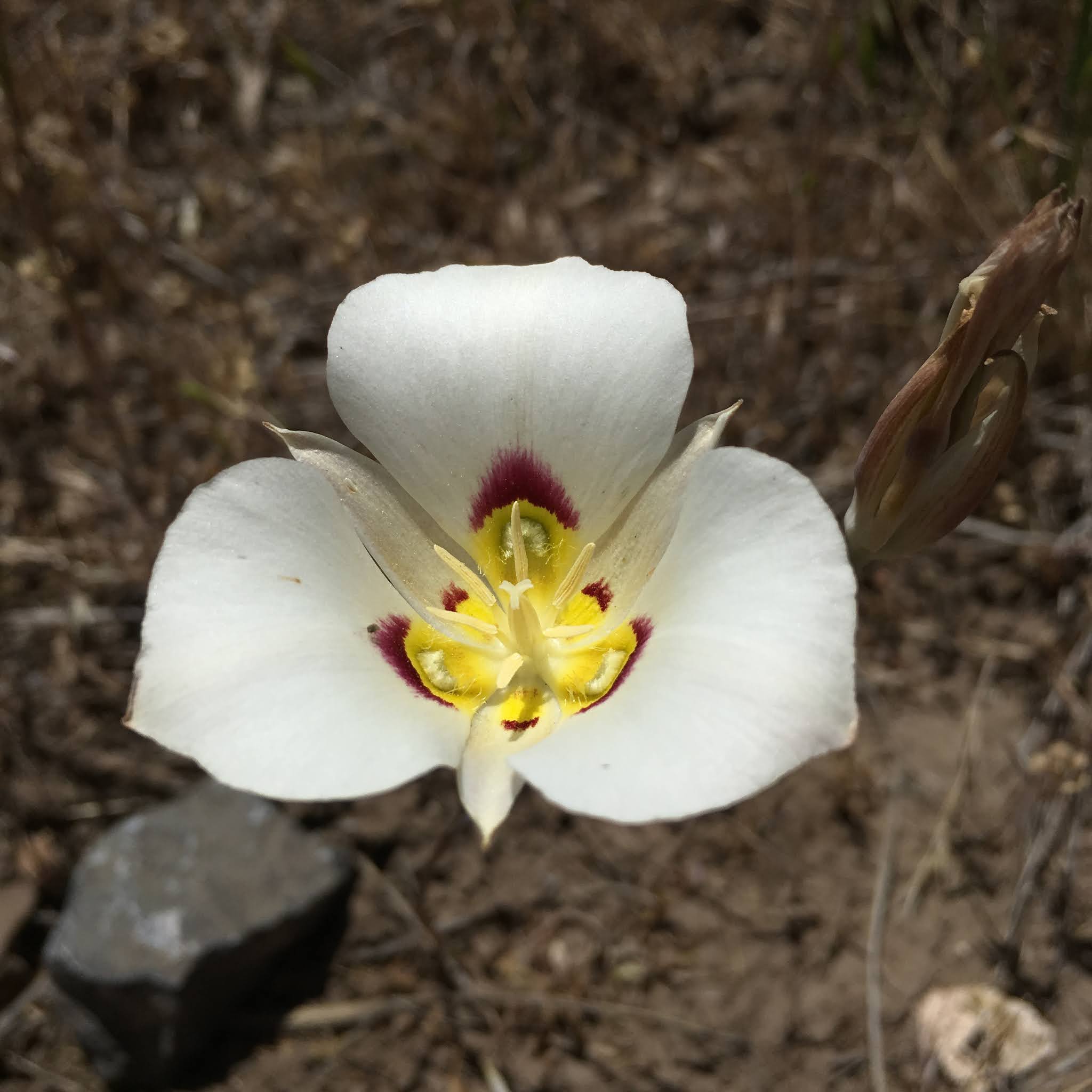 Calochortus nuttallii