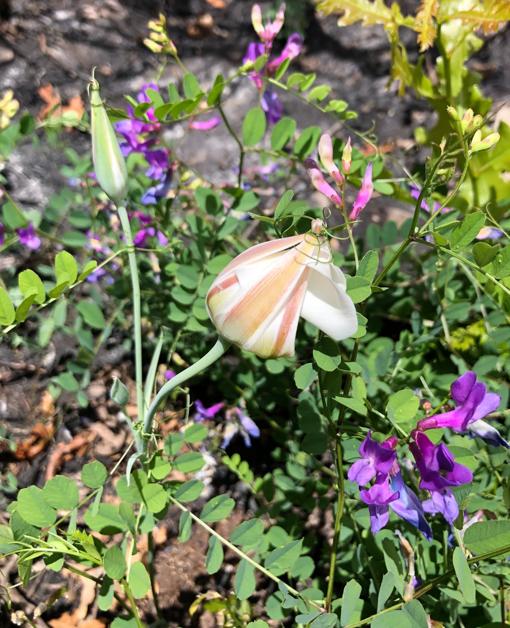 Sego Lily with vetch