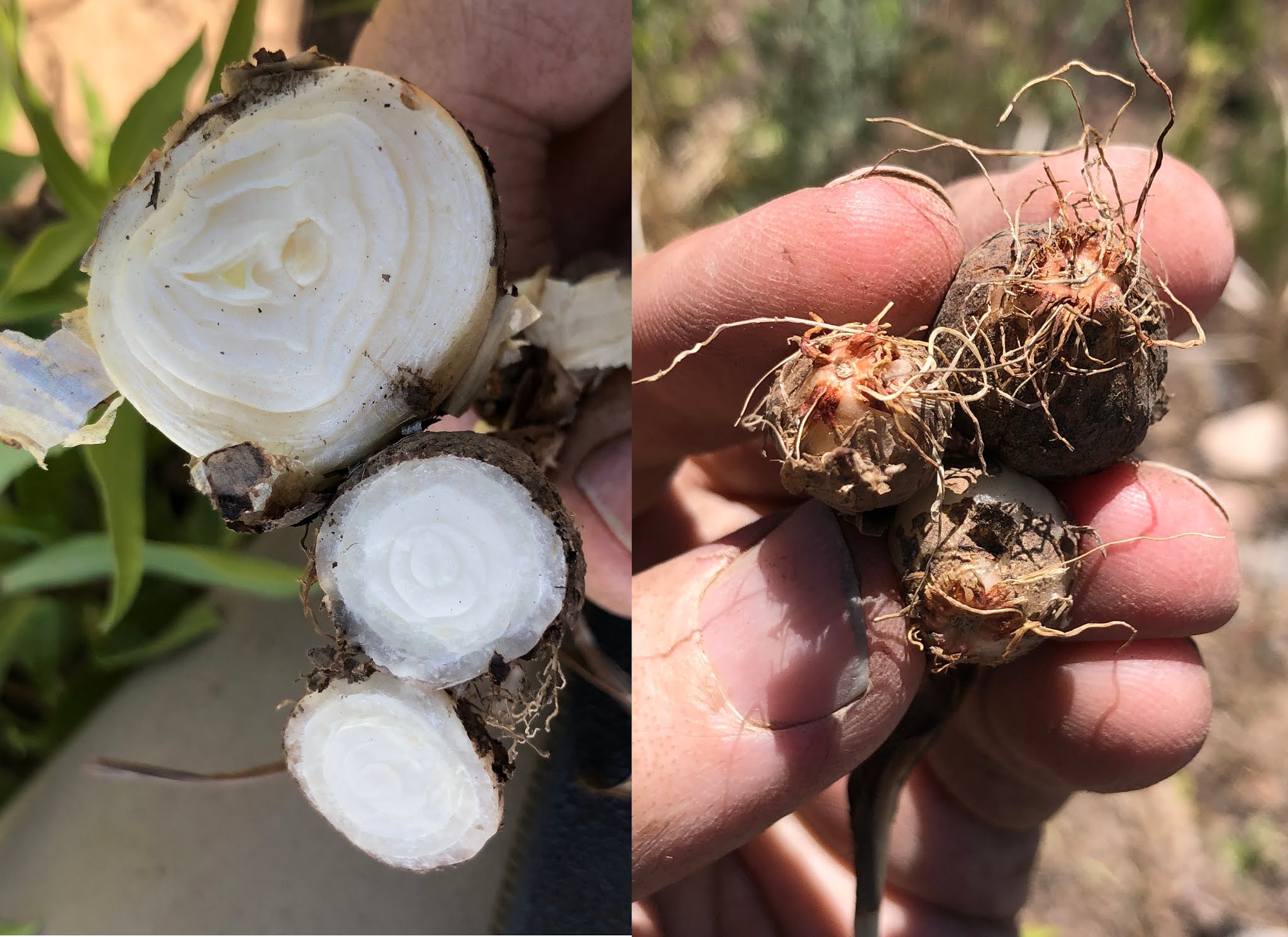 Death Camus vs Sego Lily