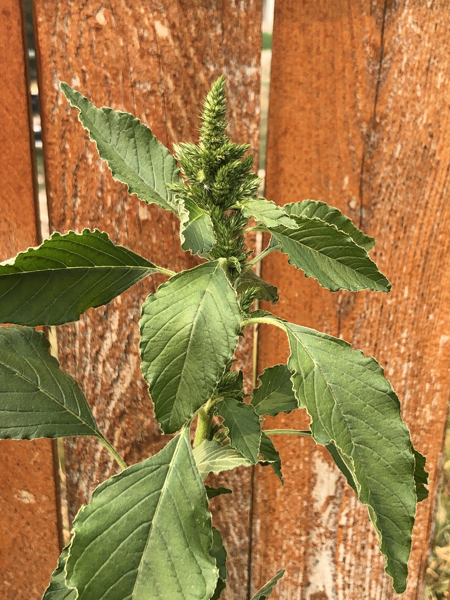 Amaranthus retroflexus