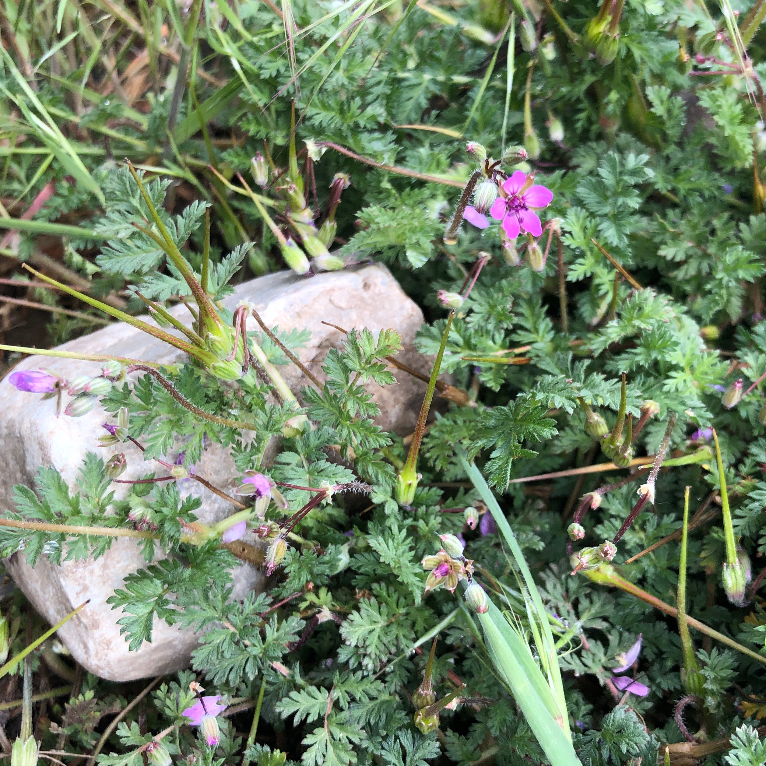 Erodium cicutarium