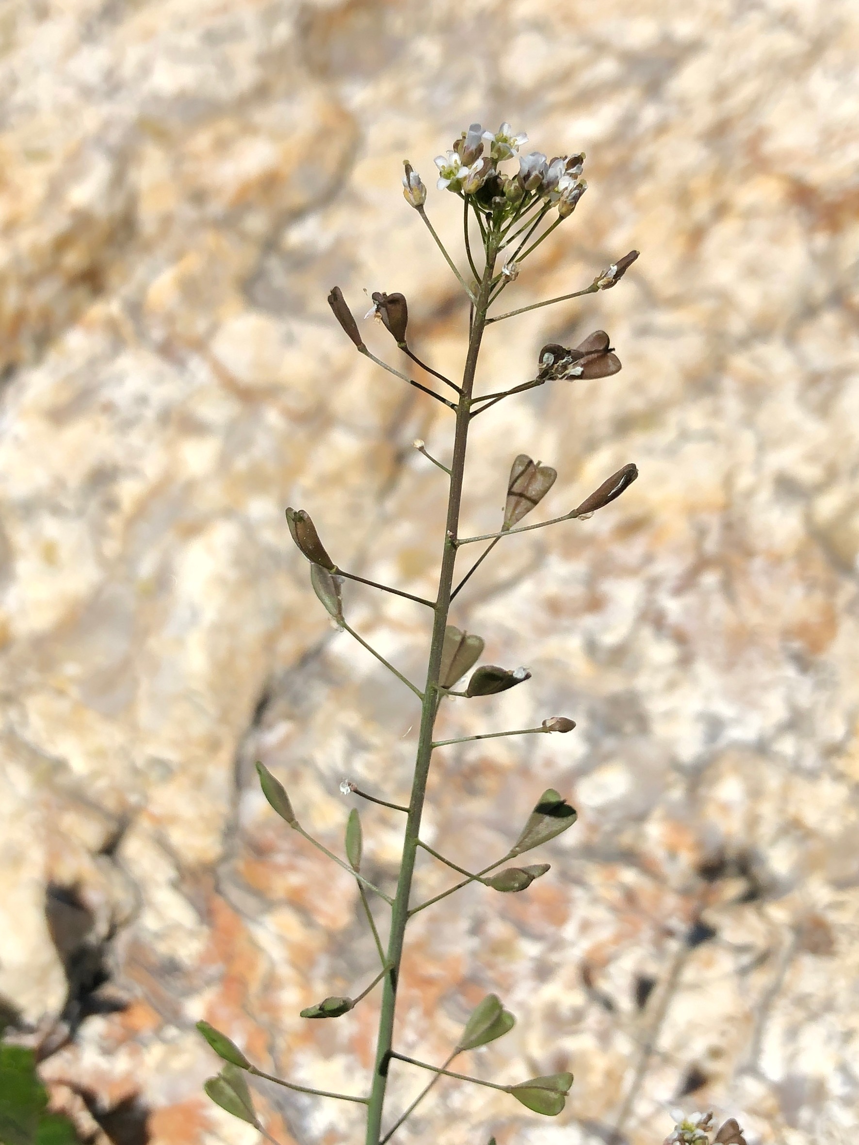 Capsella bursa-pastoris